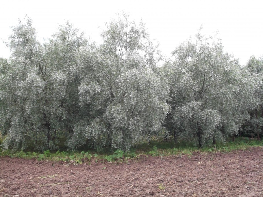 Ива росистая Пендула