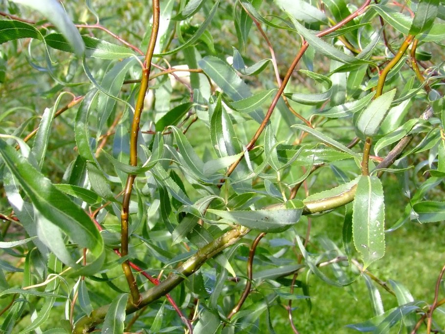Ива белая (Salix Alba)