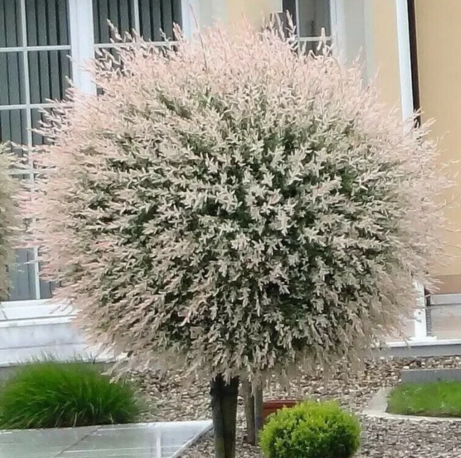 Ива росистая Пендула