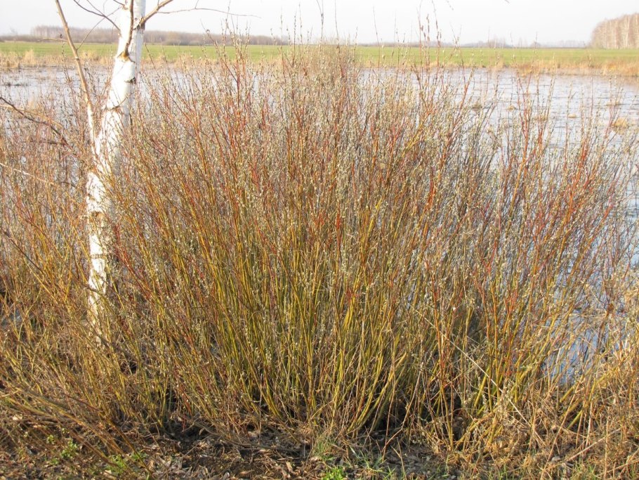 Ива белая серебристая