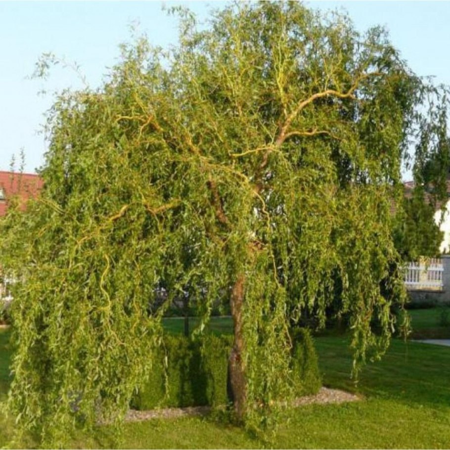 Ива плакучая серебристая