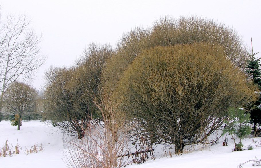 Бонсай плакучая Ива