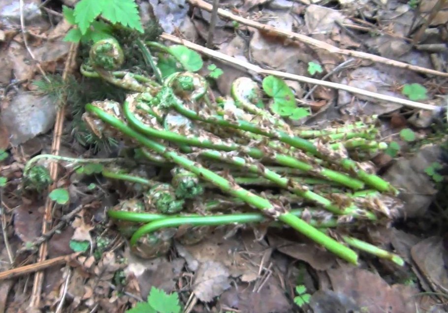 Раскидистый папоротник