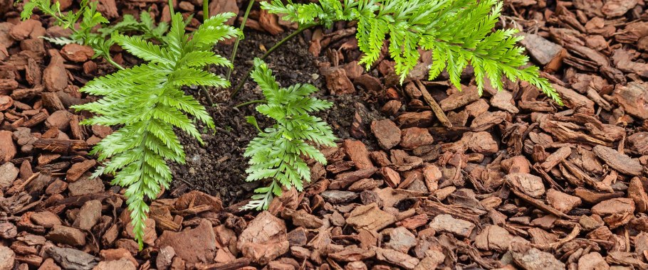 Диксония папоротник