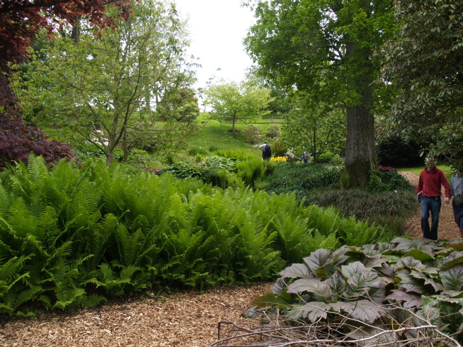 Клумба с папоротником и хостой