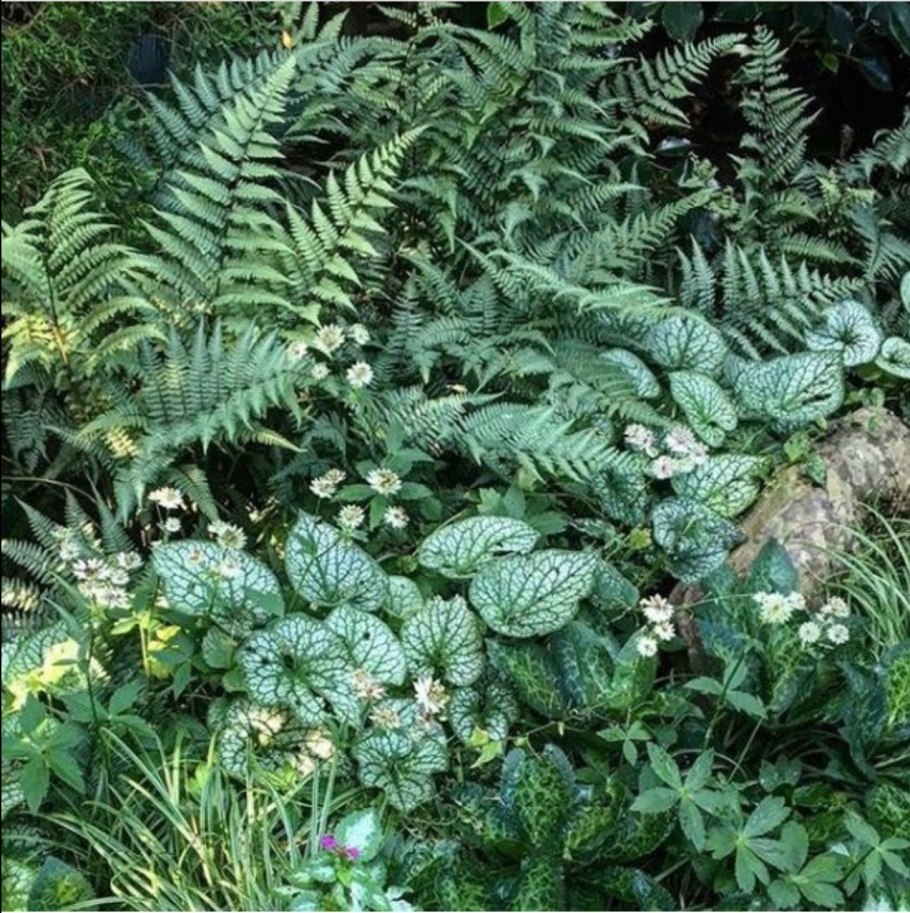 Pteridium esculentum