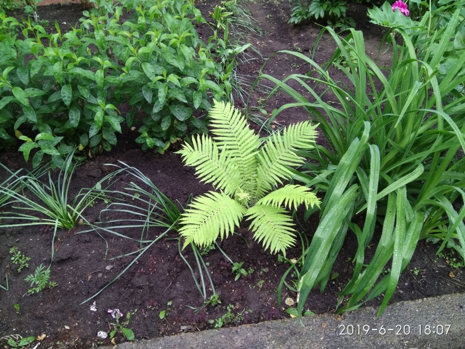 Папоротник Сибирский 1,60 м высотой