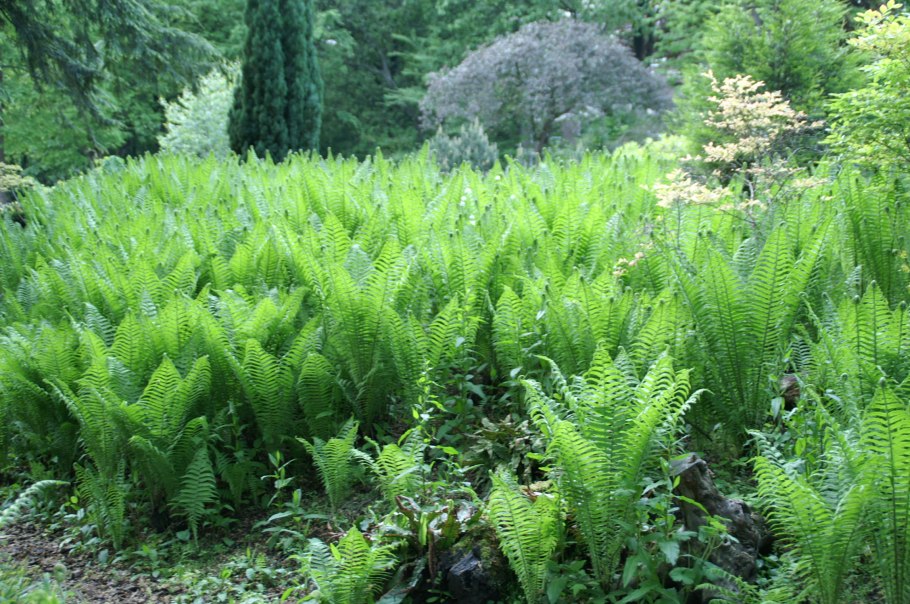 Приморский Уссурийский папоротник