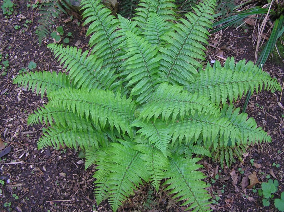 Щитовник гребенчатый - dryopteris cristata