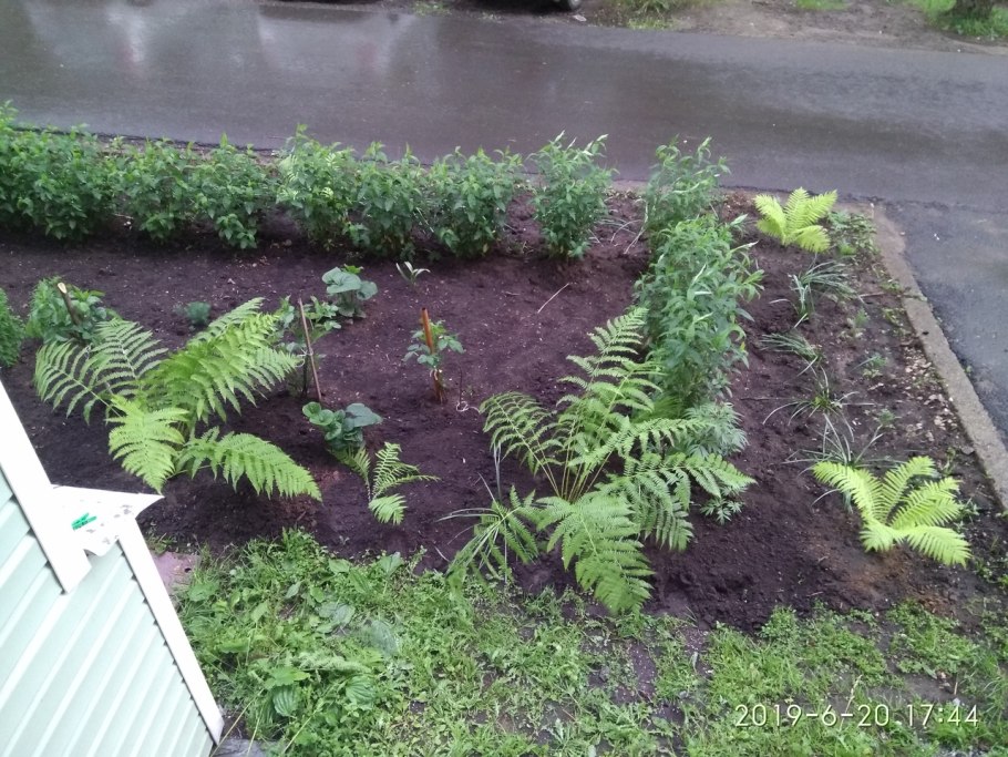 Папоротник садовый страусник