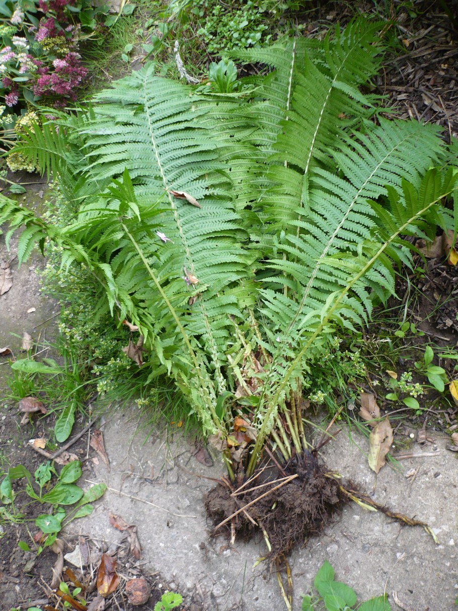 Лесной папоротник страусник
