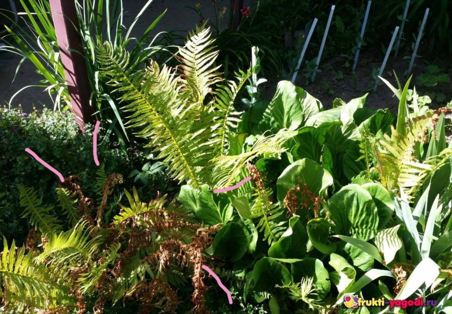 Папоротник страусник в саду