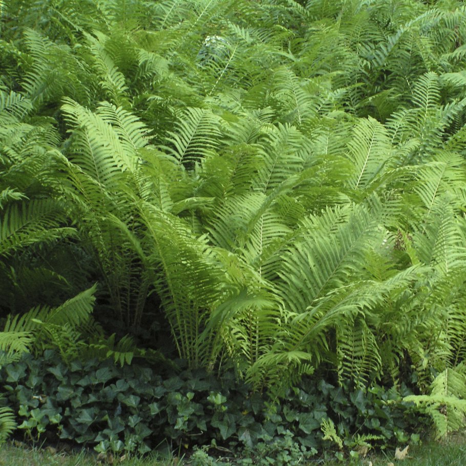 Даваллия папоротник Лесной