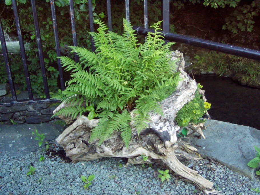 Страусник, Matteuccia struthiopteris, папоротник, «выставочный», р16