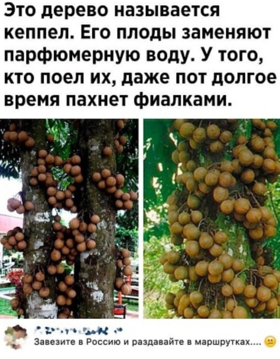 Кеппел фрукт