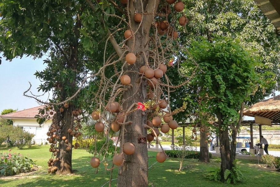 Stelechocarpus burahol