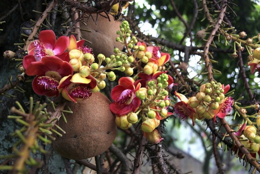 Couroupita nicaraguensis