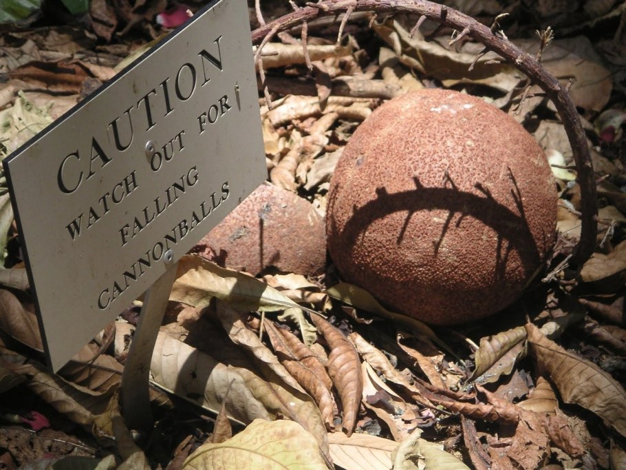 Couroupita guianensis
