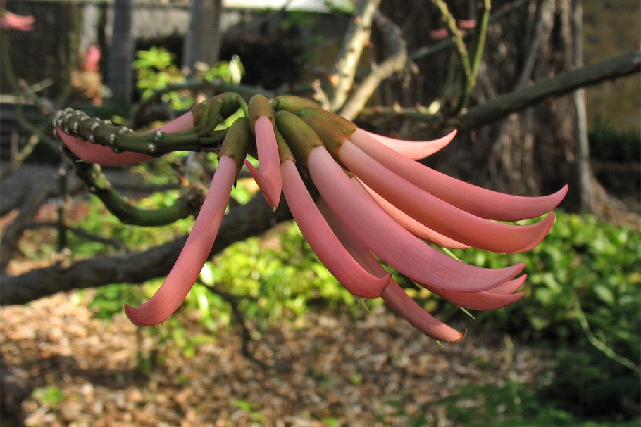 Couroupita guianensis