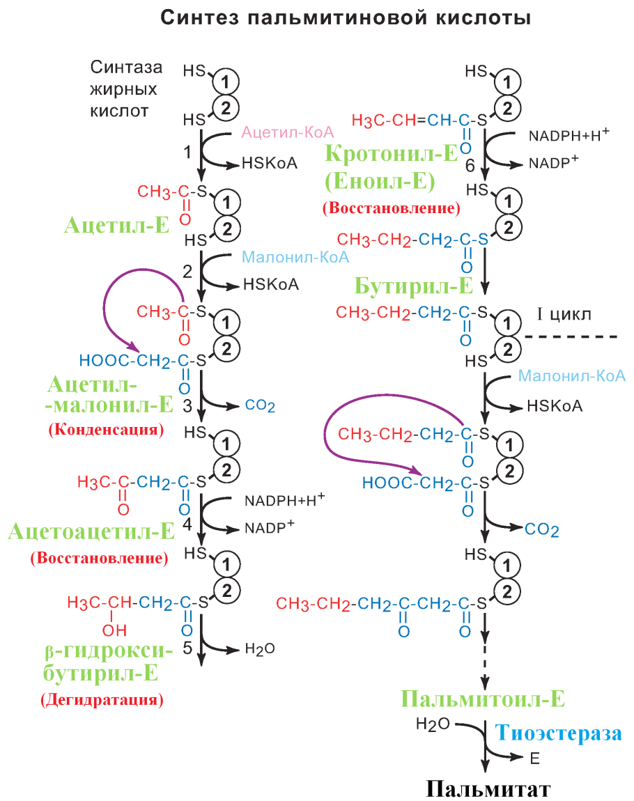 Этапы процесса биосинтеза белка