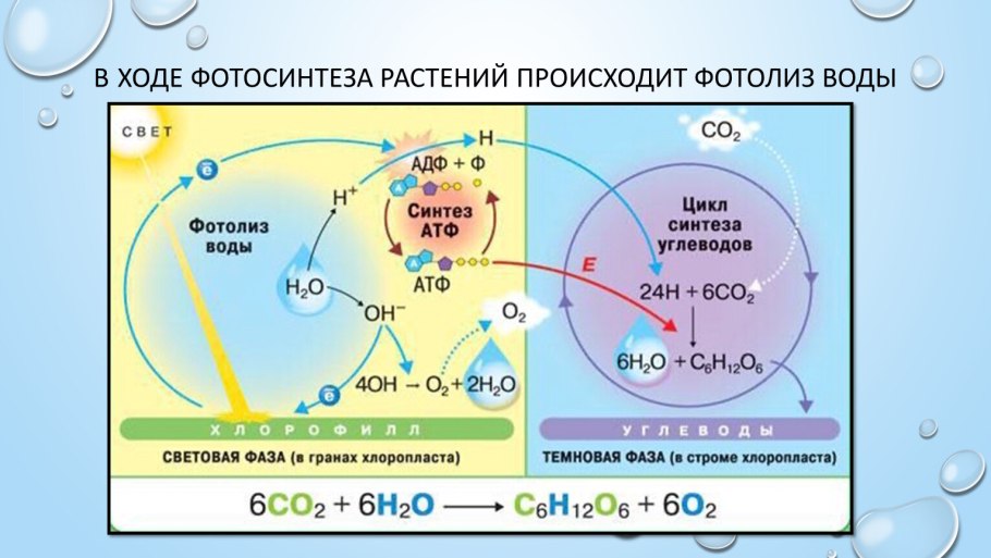 Фотолиз воды фотосинтез