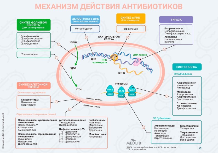 Prokaryotic Gene structure
