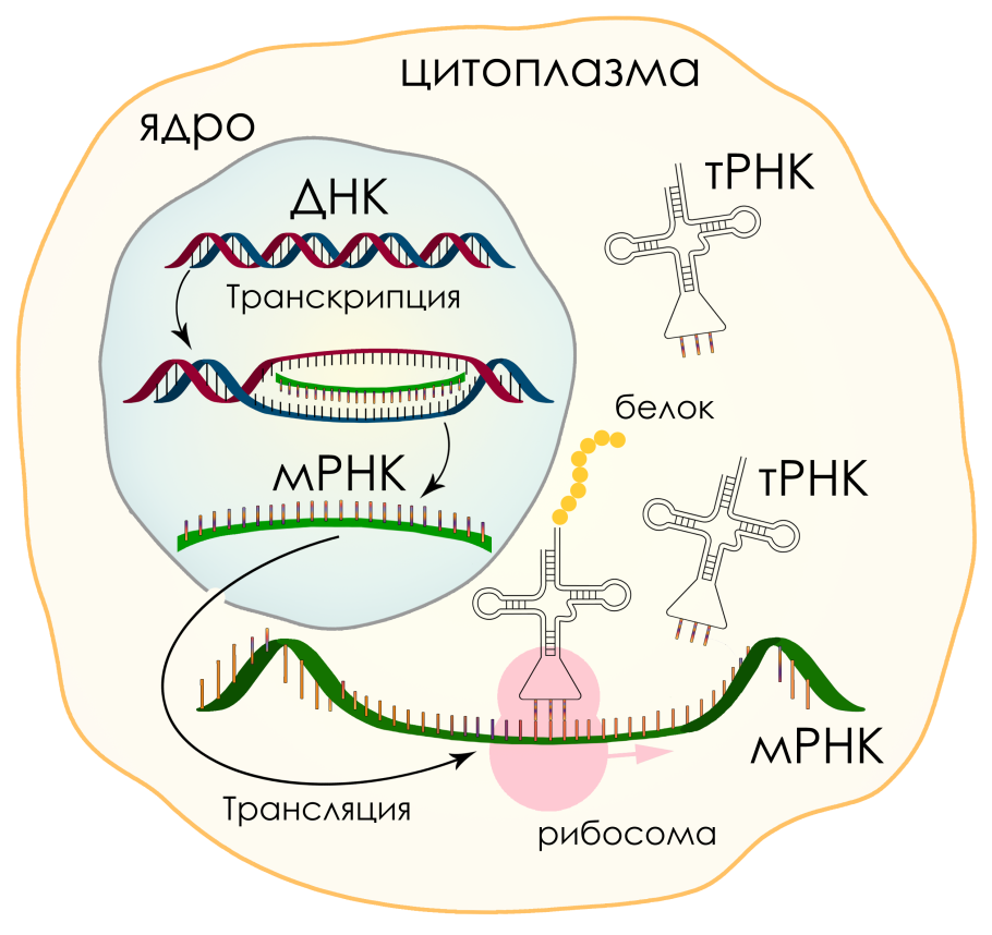 Синтез белка репликация