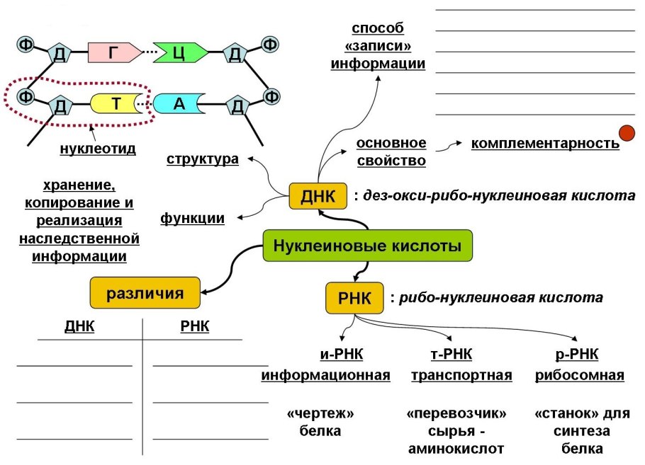 Конспект по биологии 9 нуклеиновые кислоты