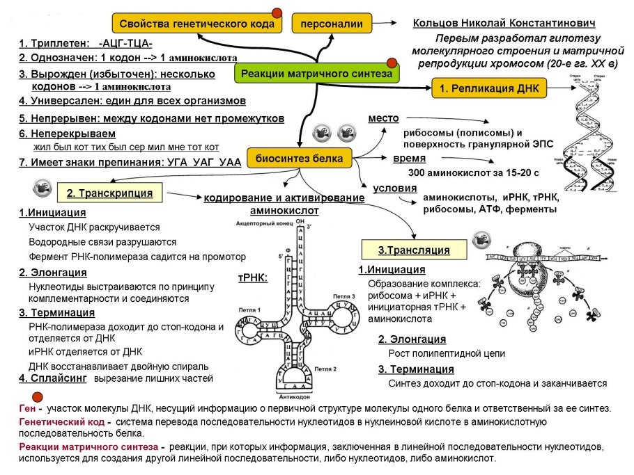Поступление веществ и энергия растений и животных