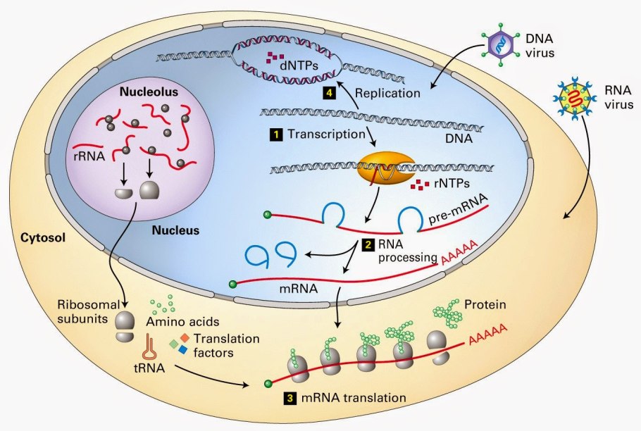 Структура липидов биология 10 класс