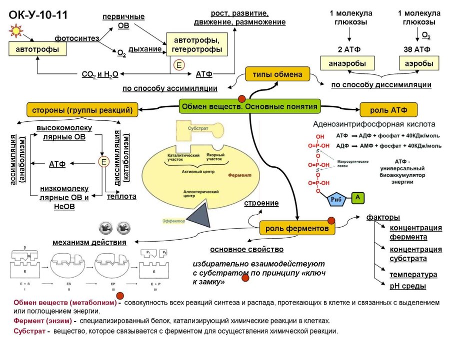 10 Класс биология энергетический обмен веществ