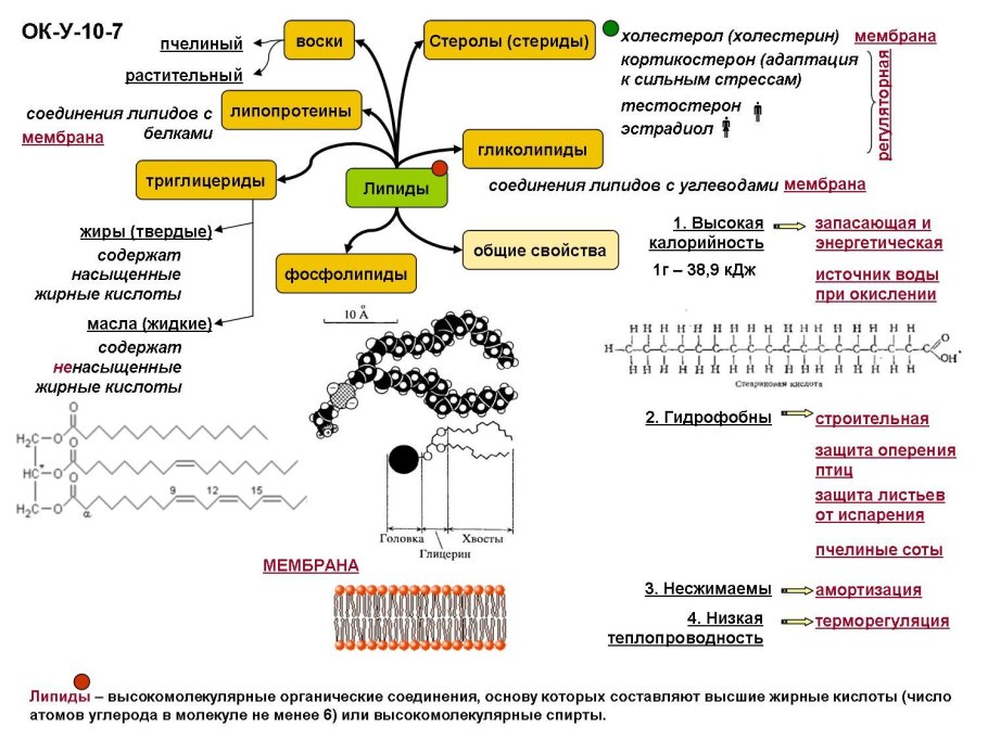 Схема синтеза мочевой кислоты биохимия