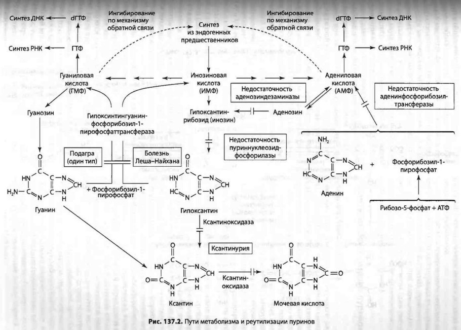 РНК полимераза в процессе транскрипции