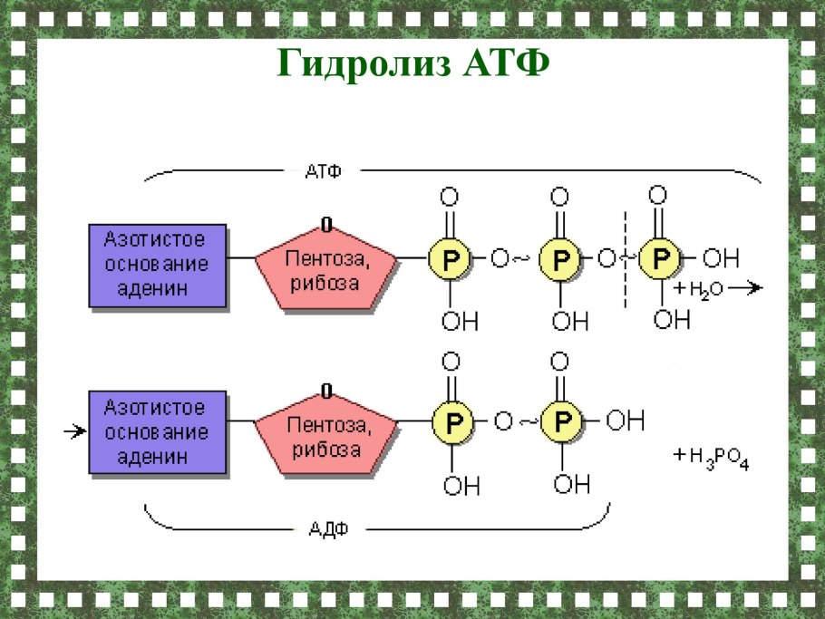 Нуклеиновые кислоты опорная схема