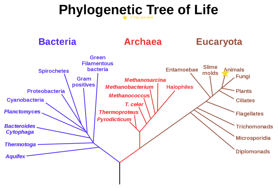 Таблица по окружающему миру 3 класс разнообразие растений