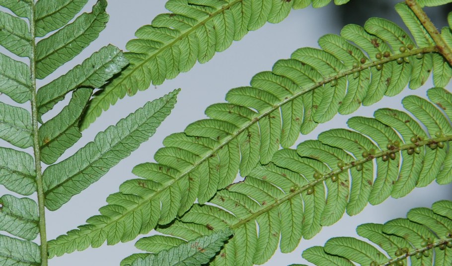 Classification of Plants for Kids