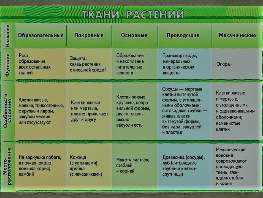Органы растений корень