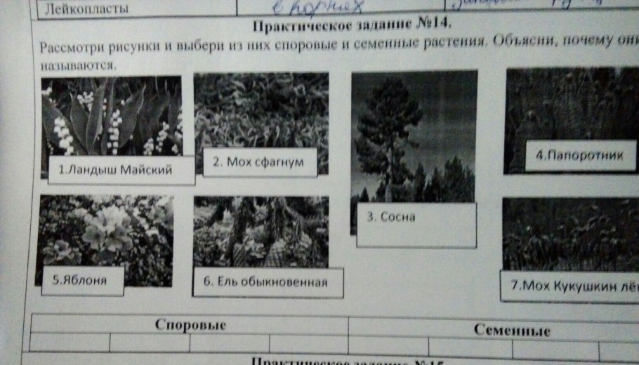 Отделы царства растений 5 класс