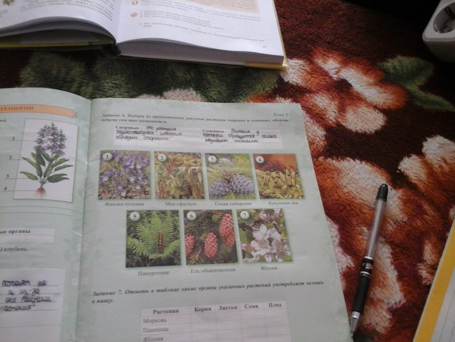 Строение споры растений