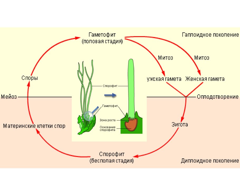 Жизненный цикл споровых растений схема