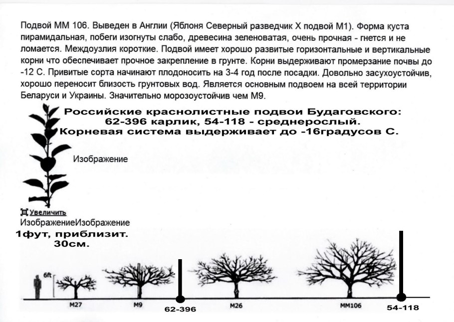 Размножение моховидных растений схема