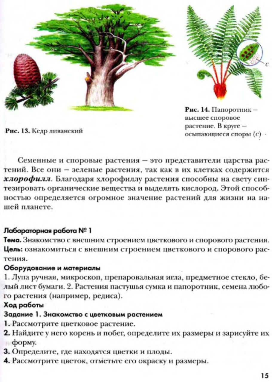 Гаметофит плауна булавовидного