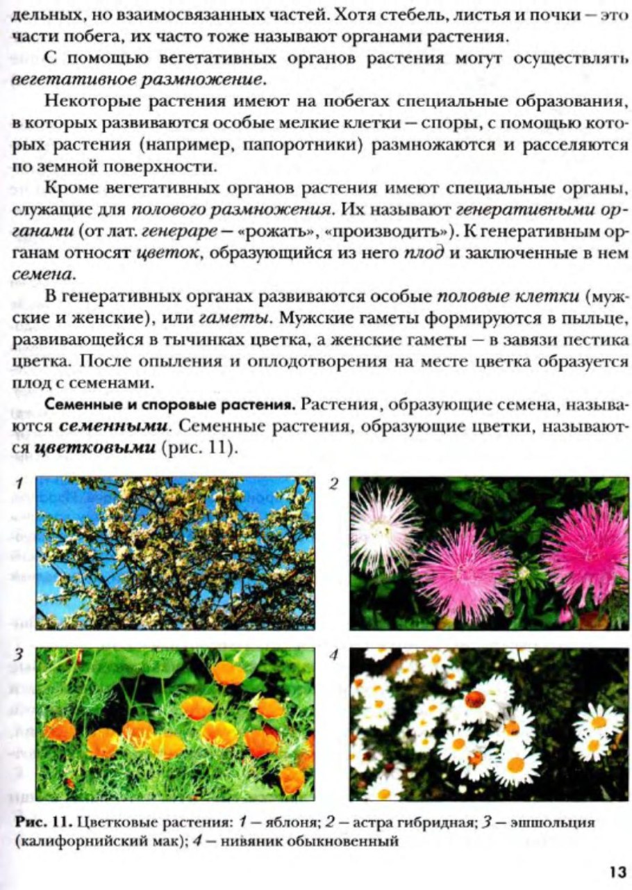 Жизненный цикл растений папоротник