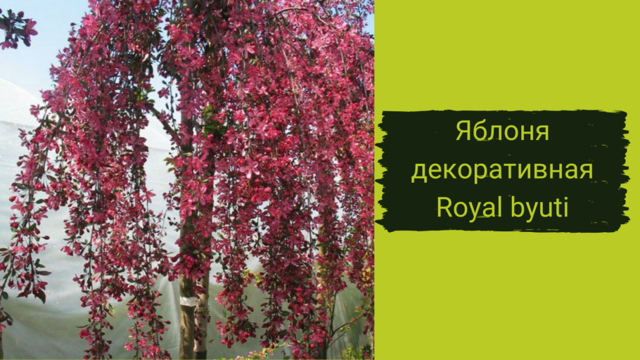 Кукушкин лён обыкновенный ризоиды