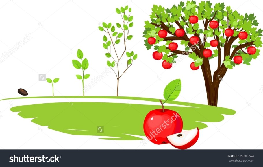 Колоновидная яблоня Мельба