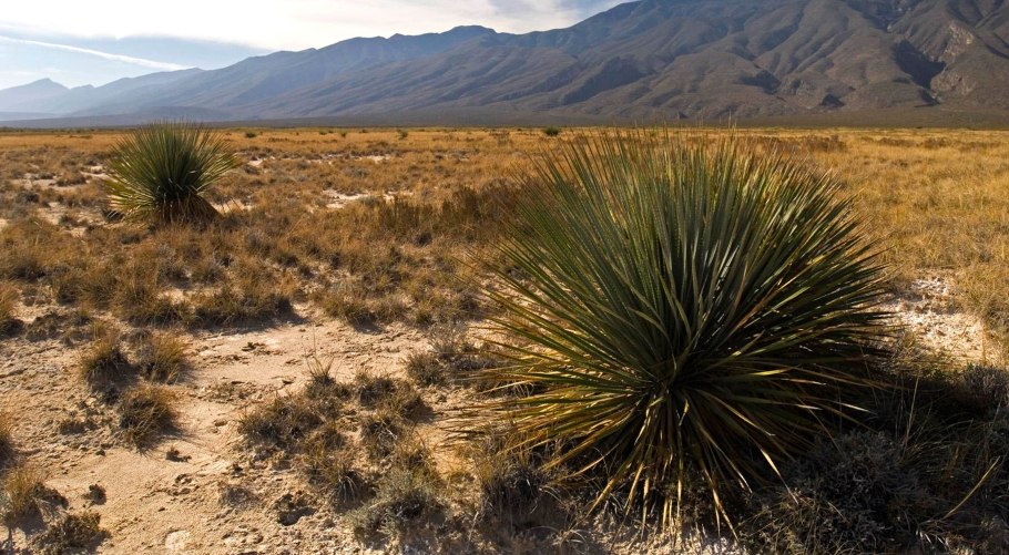 Пустыни New Mexico