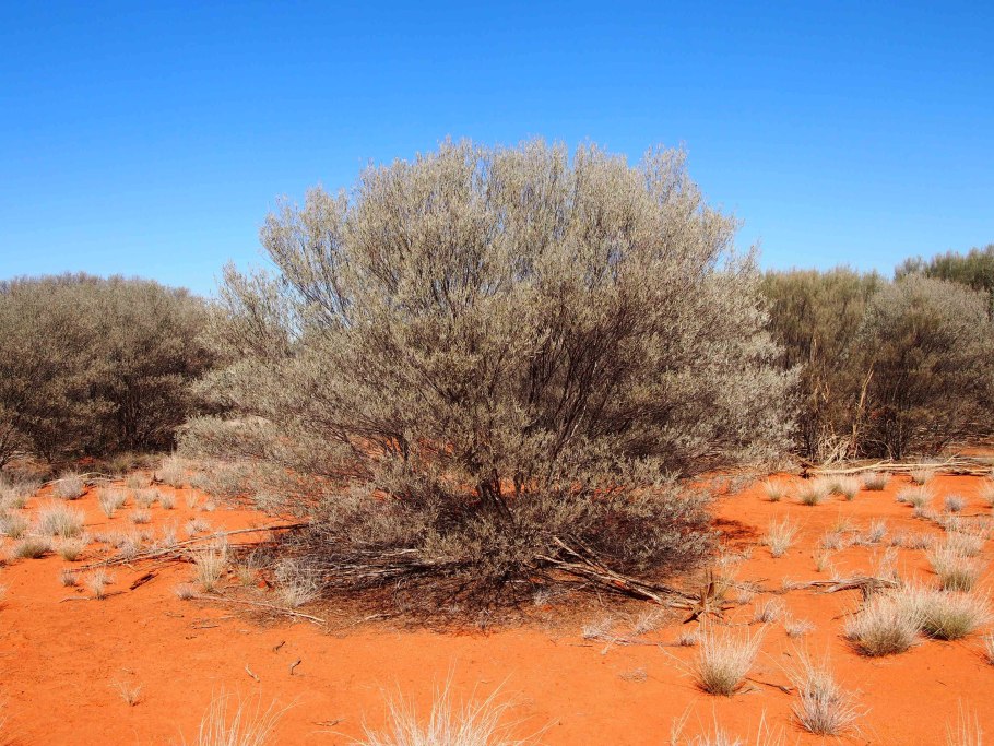Acacia aneura Акация Мульга