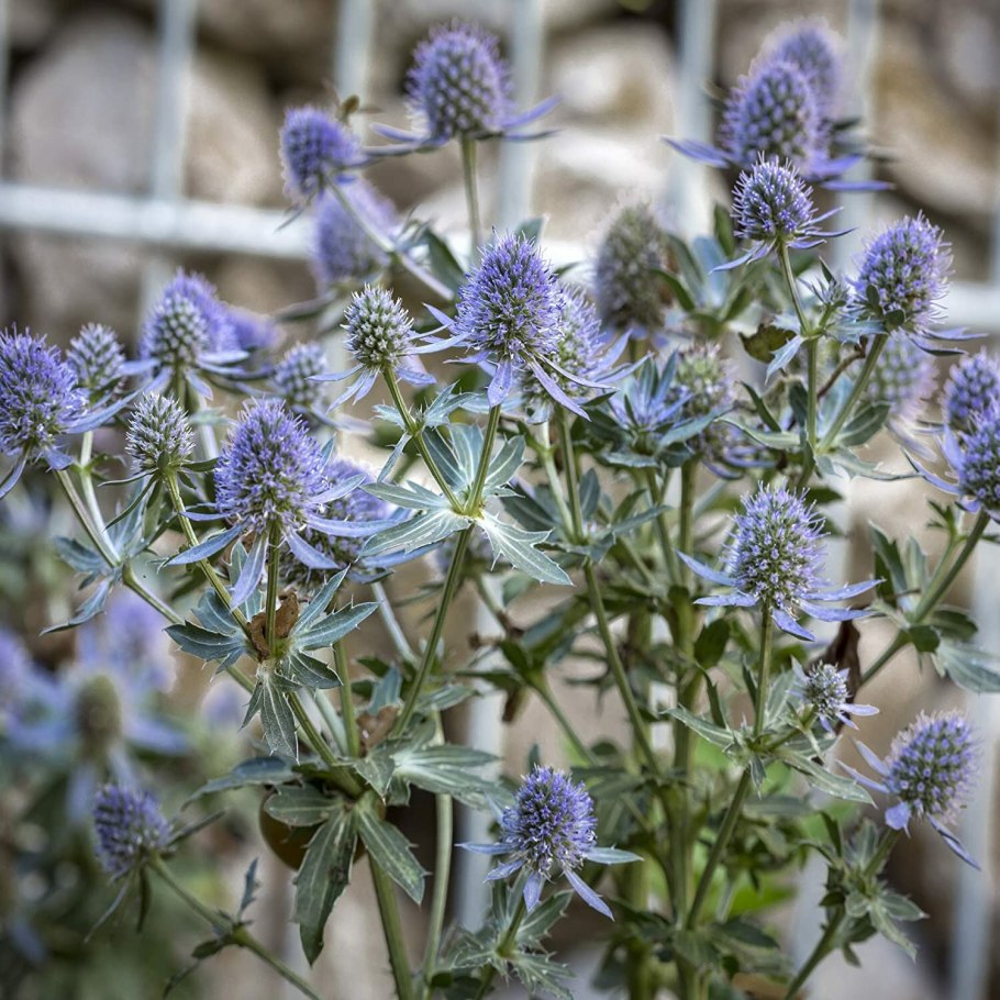 Синеголовник плосколистный Eryngium Planum