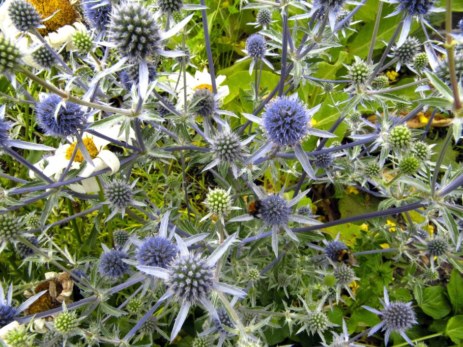 Синеголовник Eryngium big Blue