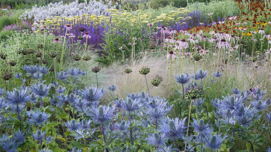 Синеголовник плосколистный Eryngium Planum